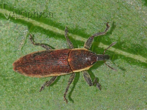 Lixus angustus