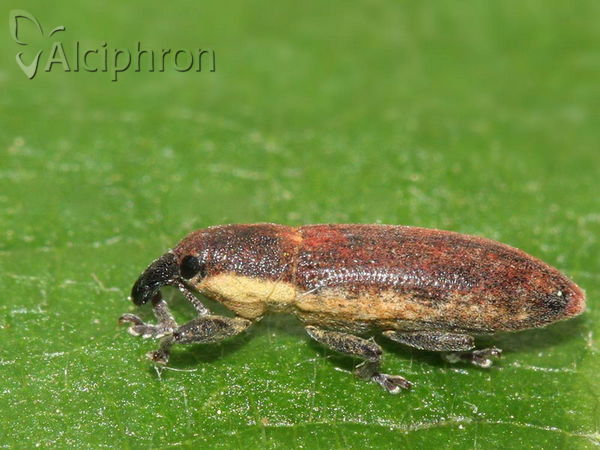 Lixus angustus