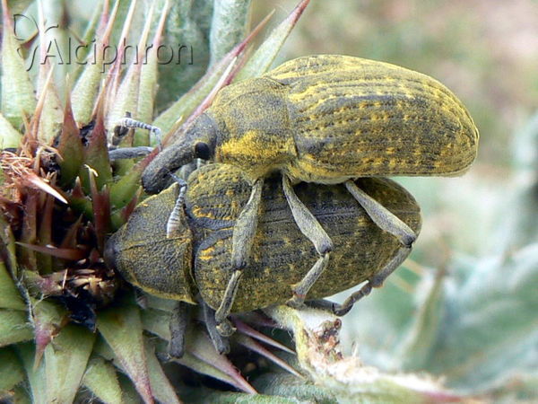 Larinus latus