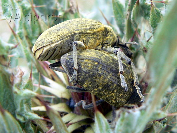 Larinus latus