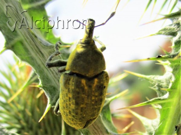 Larinus latus