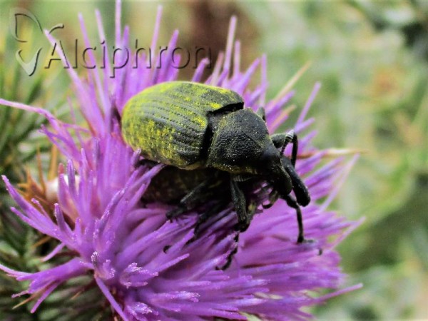 Larinus latus
