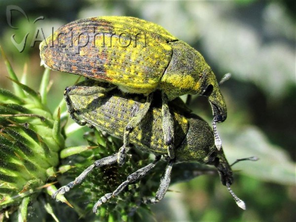 Larinus latus
