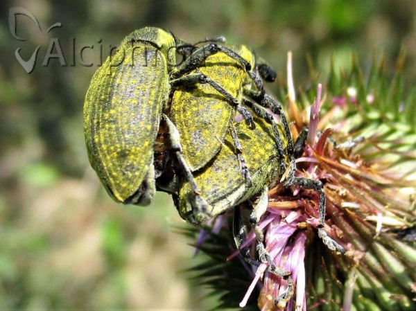 Larinus latus