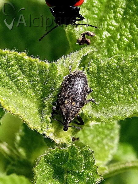 Larinus pollinis