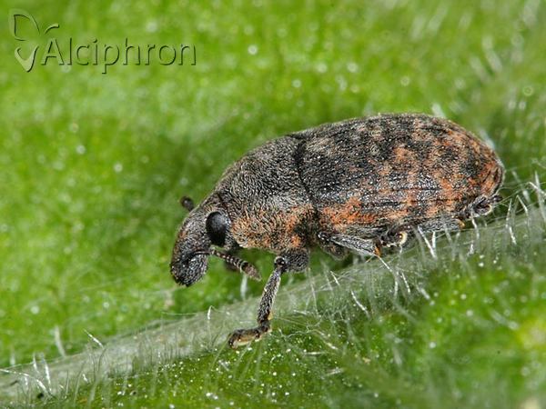 Larinus obtusus