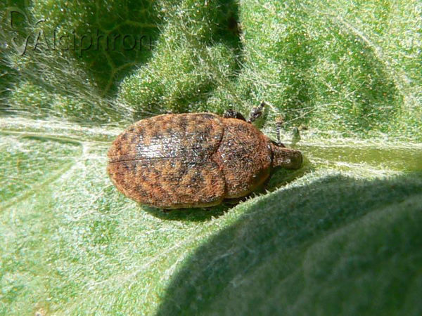 Larinus obtusus