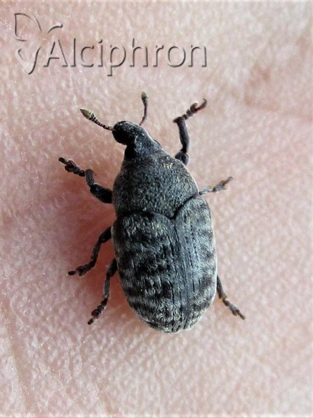 Larinus obtusus