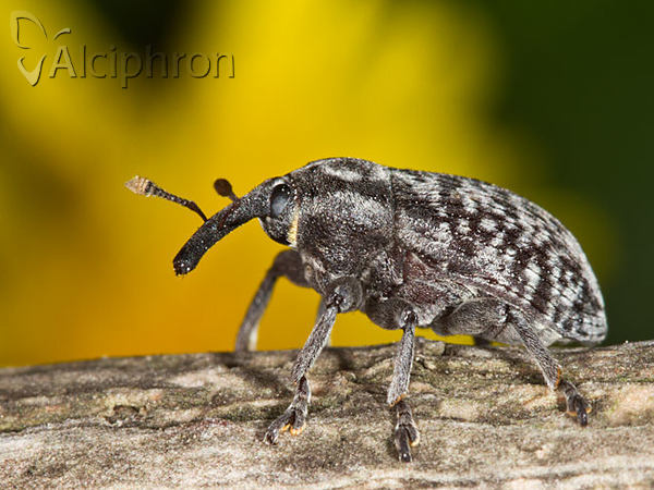 Larinus centaurii