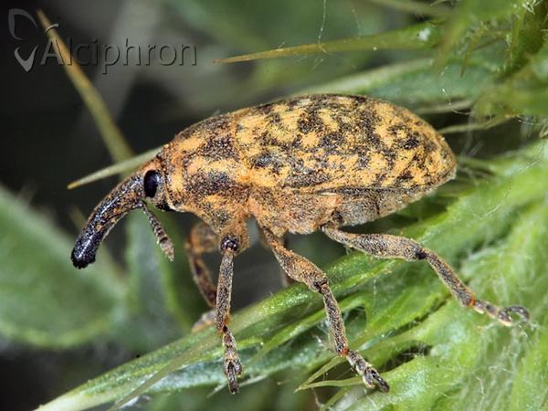 Larinus jaceae