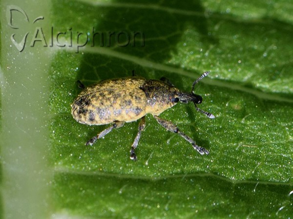 Larinus carlinae