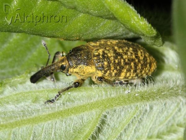 Larinus sturnus