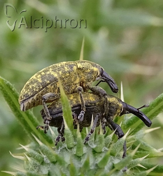 Larinus sturnus