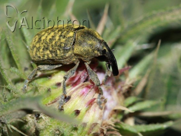 Larinus sturnus