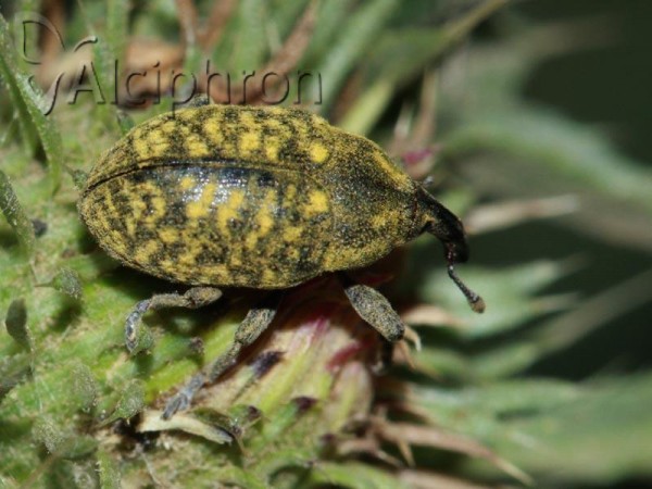 Larinus sturnus