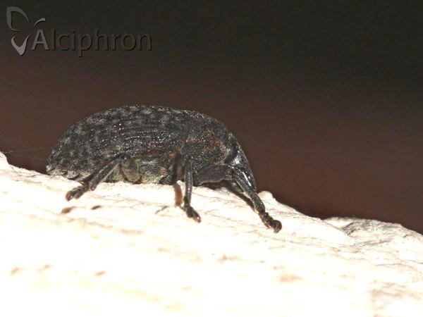 Larinus turbinatus