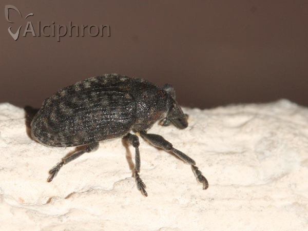 Larinus turbinatus