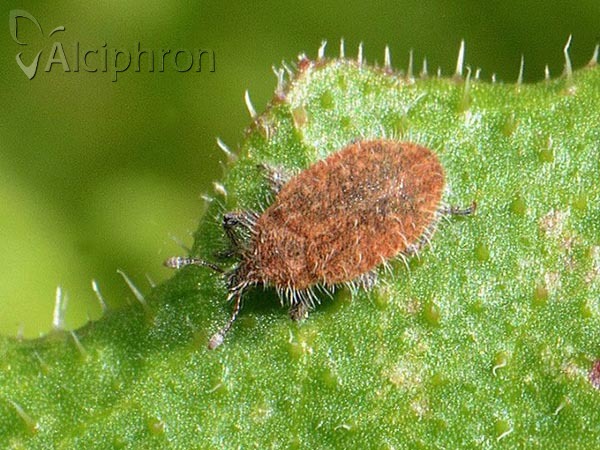 Lachnaeus crinitus