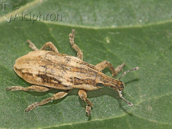 Pseudocleonus cinereus