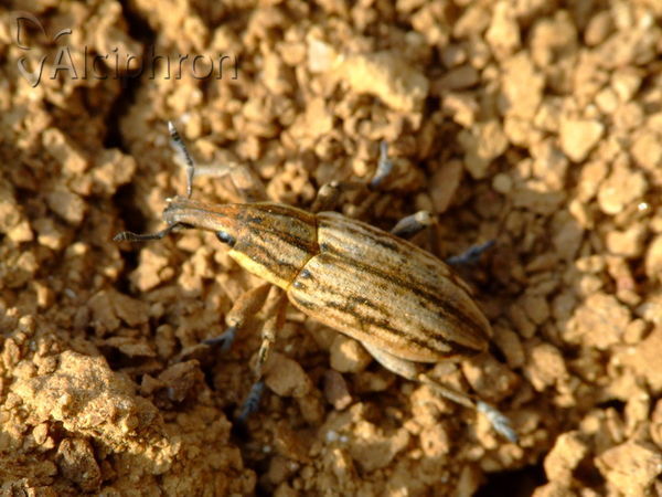 Pseudocleonus cinereus