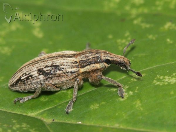 Mecaspis alternans
