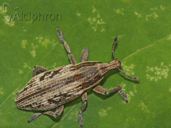 Mecaspis alternans