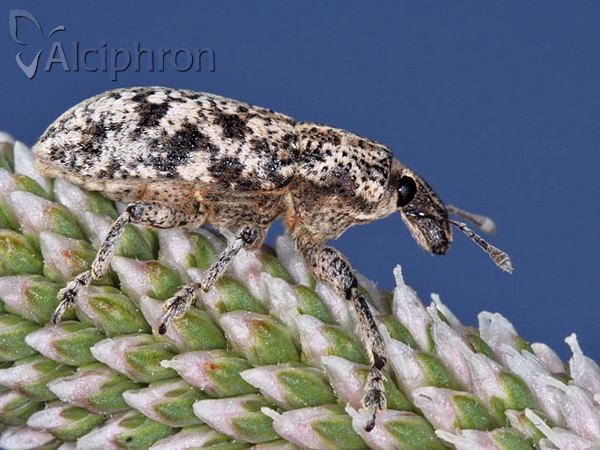 Cyphocleonus dealbatus