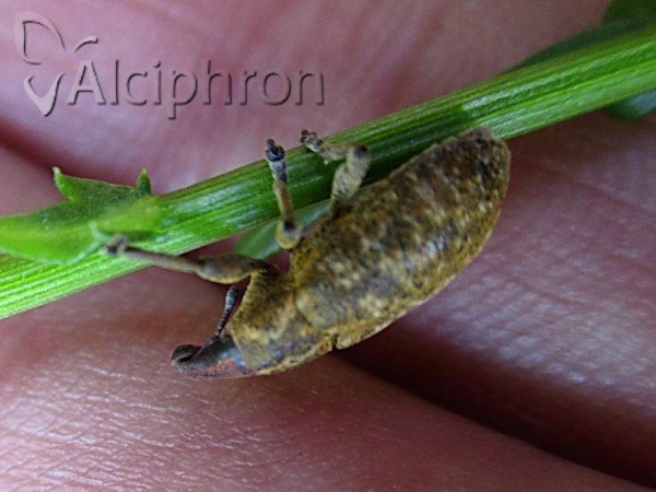 Cyphocleonus trisulcatus