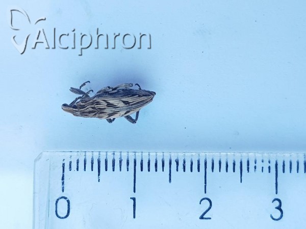Coniocleonus nigrosuturatus