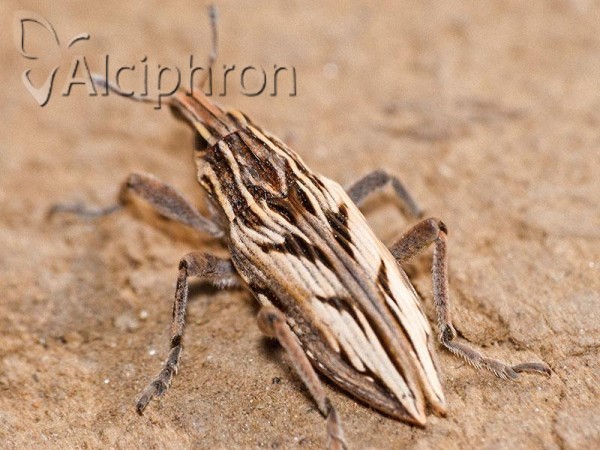 Coniocleonus nigrosuturatus