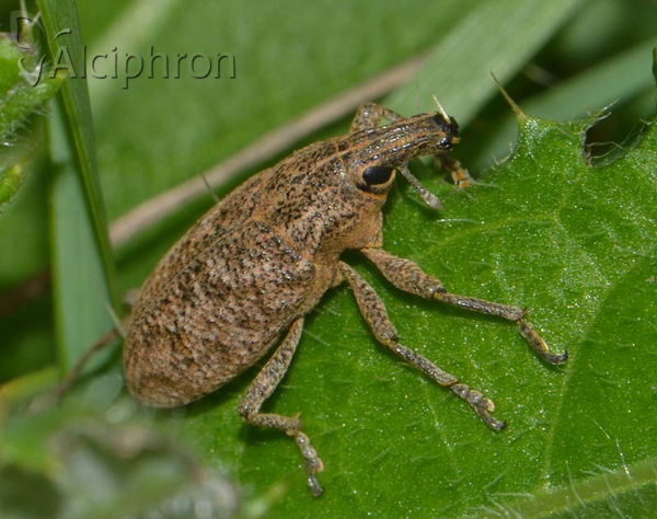 Cleonis pigra