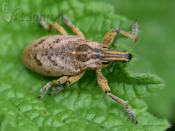 Cleonis pigra