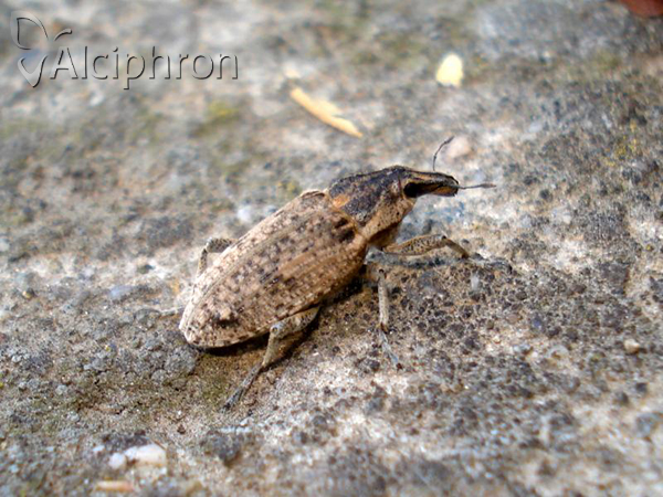 Asproparthenis punctiventris
