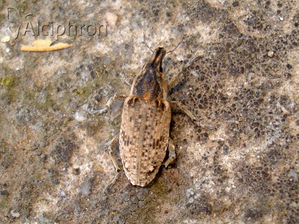 Asproparthenis punctiventris