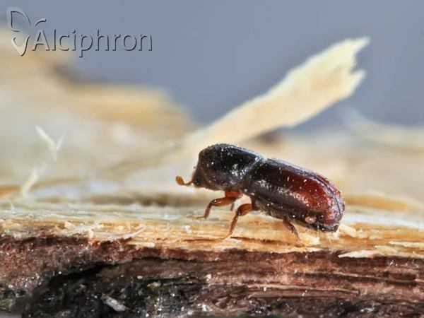Pityogenes chalcographus