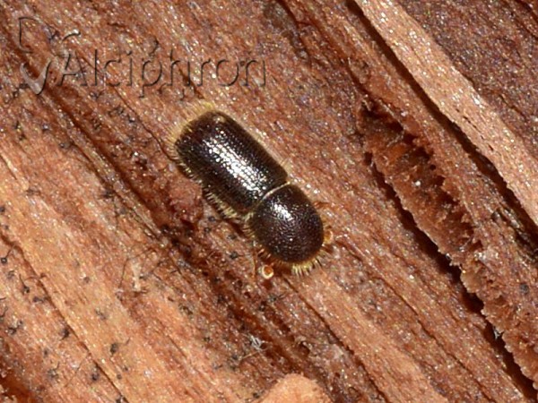 Ips typographus