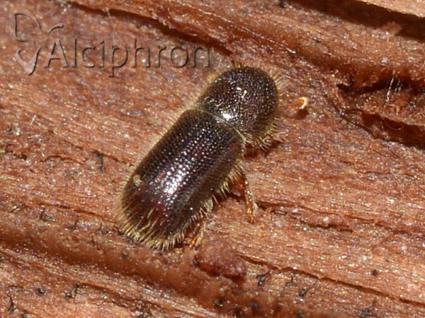 Ips typographus