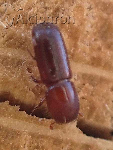 Xyleborus monographus