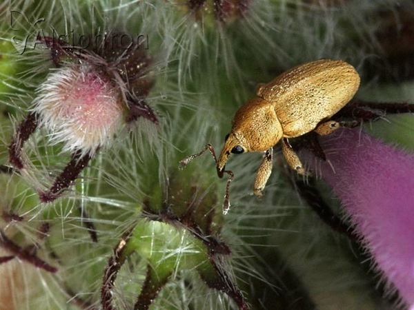 Tychius aureolus