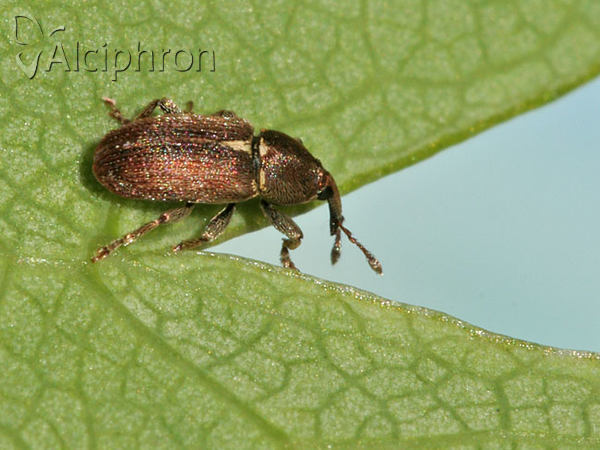 Tychius cuprifer
