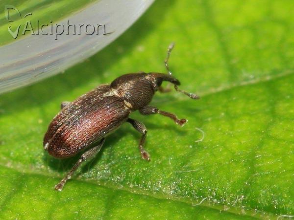 Tychius cuprifer