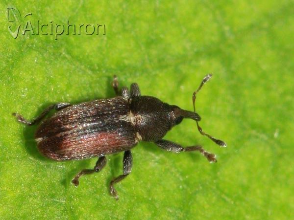 Tychius cuprifer