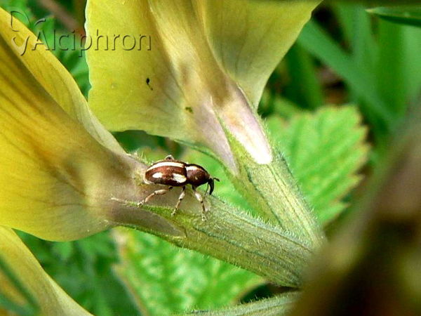 Tychius quinquepunctatus