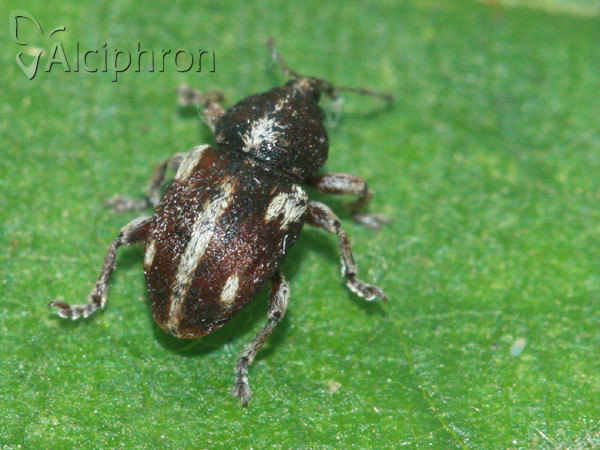 Tychius quinquepunctatus