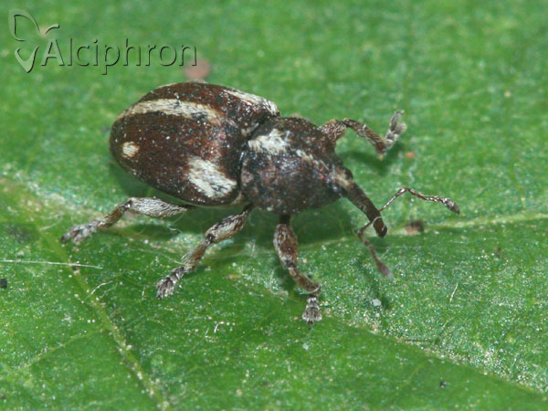 Tychius quinquepunctatus