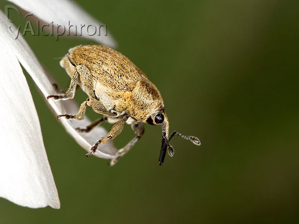 Sibinia pellucens
