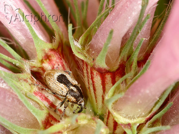 Sibinia phalerata