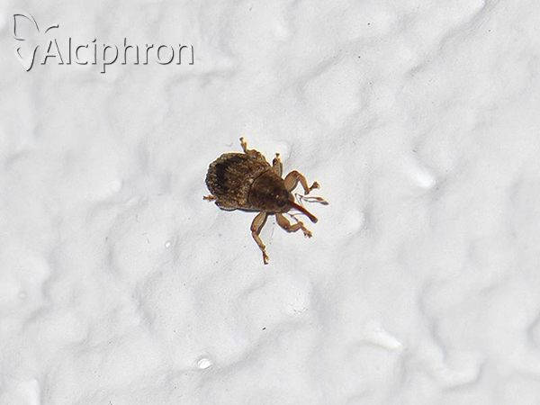 Lignyodes bischoffi