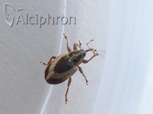 Lignyodes suturatus