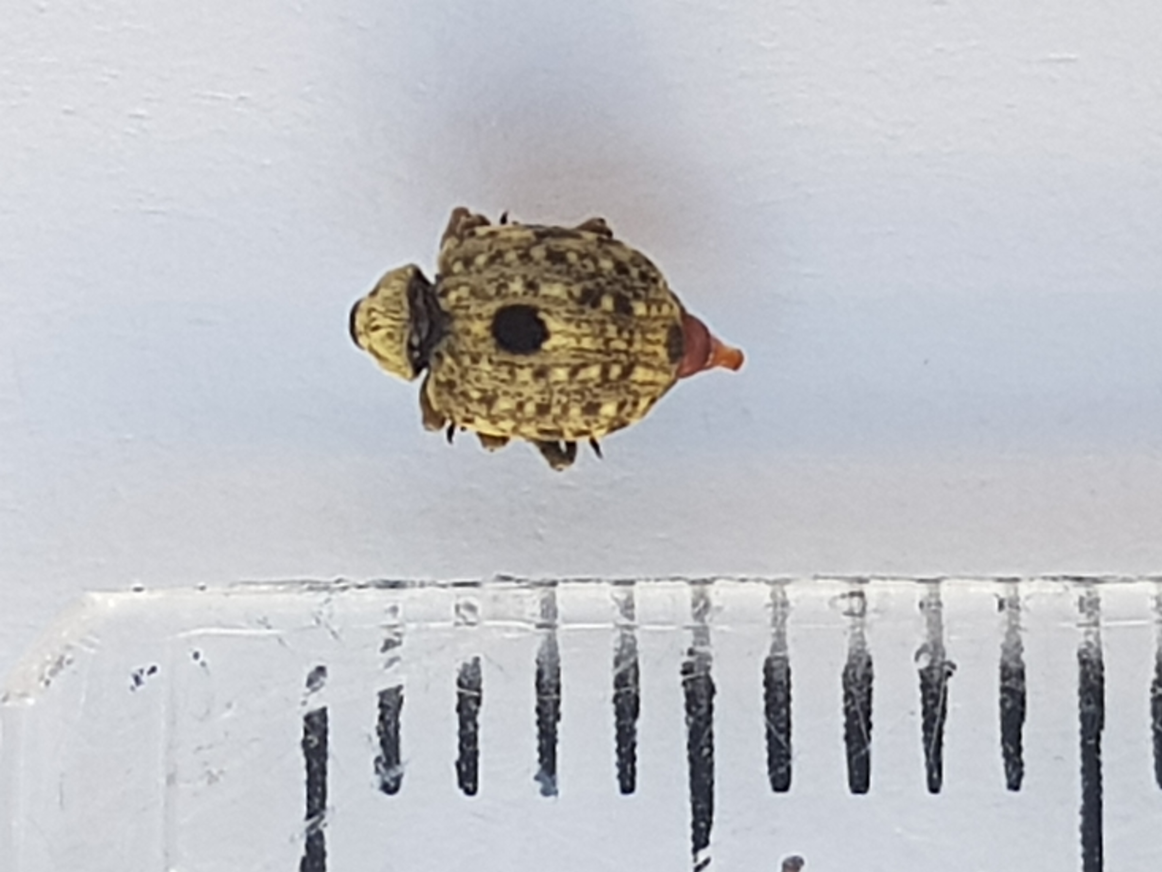 Cionus hortulanus